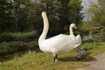 Junges Schwanenglück