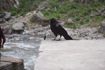 crow on the ground