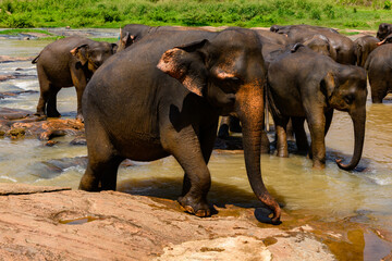 Fototapeta na wymiar Asian elephant in Pinnawala Orphanage, Wilpattu National Park, Sri Lanka