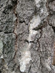 birch bark