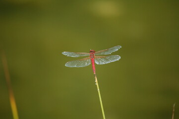 Fire Dragonfly