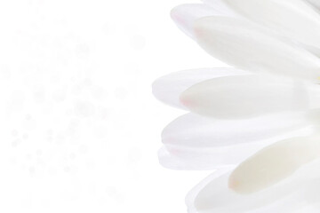 Sfondo textura fiore bianco