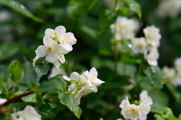 Obraz na płótnie Canvas Fragrant jasmine flowers after a summer rain