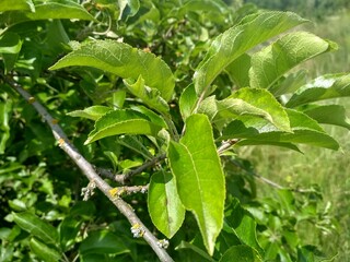 leaf of apple tree