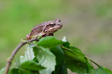 Little frog sits on a branch with leaves on a green background.