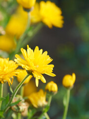 黄色いキンセンカの花（アップ）