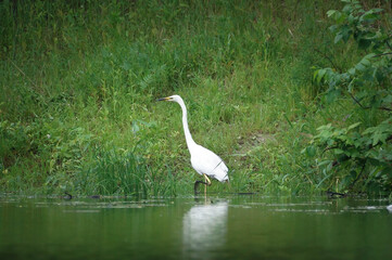 Great egret preys on the shallow river.