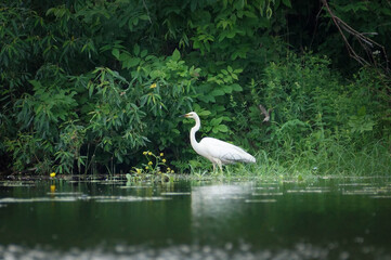 Great egret preys on the shallow river.