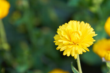 黄色いキンセンカの花（アップ）