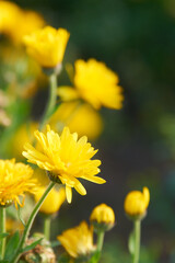 黄色いキンセンカの花（アップ）