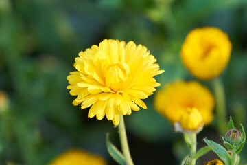 黄色いキンセンカの花（アップ）