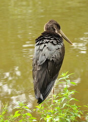 Water bird