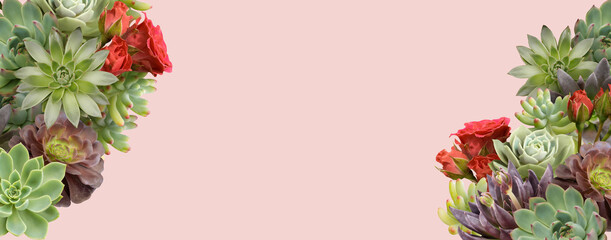 Floral banner, header with copy space. Succulents and red roses isolated on pink  background. Natural flowers wallpaper or greeting card.