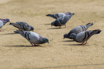 Flock of pigeons on the ground