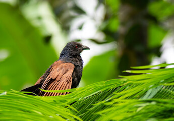 Greater Coucal 