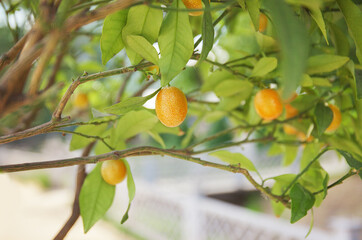 Kumquat fruit on a bush close up