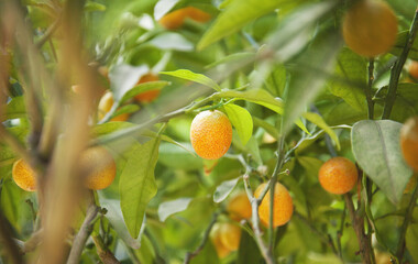 Kumquat fruit on a bush close up