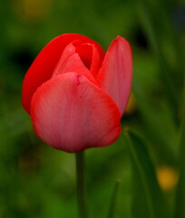 Red tulip flower