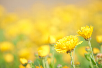 黄色いキンセンカの花（明るい背景）
