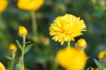 黄色いキンセンカの花（アップ）