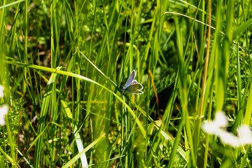 A beautiful butterfly sits on a leaf.