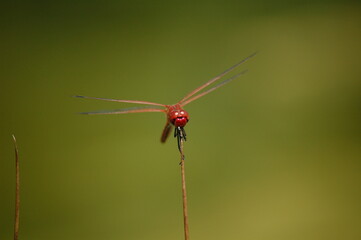 Fire Dragonfly
