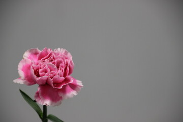 white pink carnation flower with white grey background