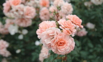 Pink roses on a bush 