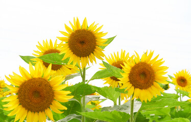 満開に咲くヒマワリの花（白背景）