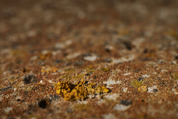 Big beautiful rough rock partly covered with soft yellow moss. Abstract pattern, old Moss texture. Moss background on grunge texture. European nature in springtime. Environmental problems in Europe.