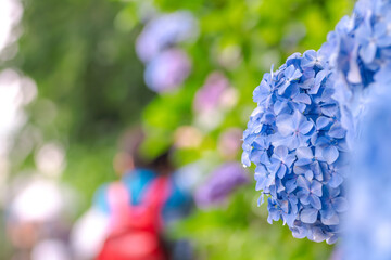 【東京 王子】飛鳥山公園 あじさい小径(こみち)