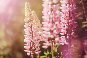 Delicate pink fragrant lupine flowers bloomed in the summer, illuminated by the sun.