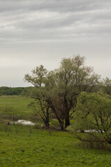 Tall willows with charred trunk near swap.