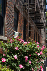 Beautiful Pink Rose Bush during Spring next to an Old Brick Apartment Building with Fire Escapes in Astoria Queens New York