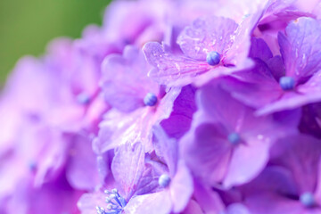 Obraz premium 【東京 王子】飛鳥山公園 あじさい小径(こみち)