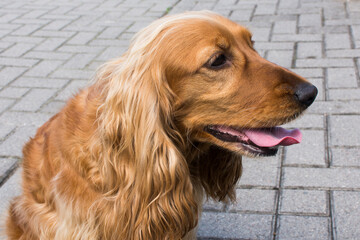 Brown spaniel dog portrait.