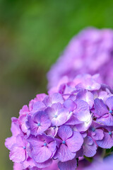 【東京 王子】飛鳥山公園 あじさい小径(こみち)