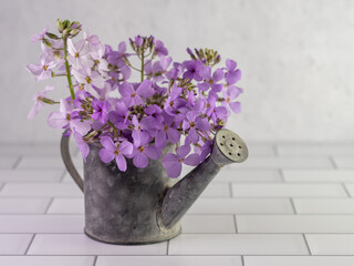 Rustic metal watering can filled with purple wildflowers called Dame’s Rocket, indoors for still life photography on a white subway tile surface with a plaster wall behind it.