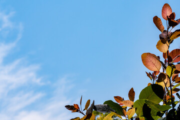 青空とカラーリーフのボタニカルフレーム/背景画像