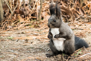 Portrait of Eurasian Red Squirrel living on Nami Island near Chuncheon, South Korea. 