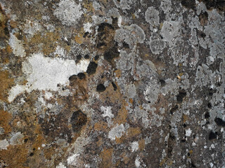 Texture de Pierre de montagne, Arrière-Plan avec Motifs et Mousse légère