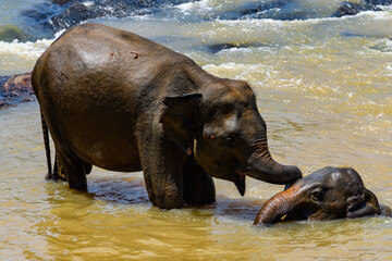 Asian elephant in the water in wilderness, Sri Lanka