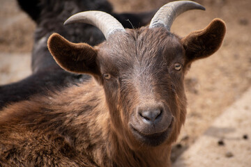 Closeup of a smiling brown goat. 
