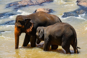 Asian elephant in wilderness, Sri Lanka