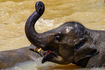 Asian elephant in wilderness, Sri Lanka