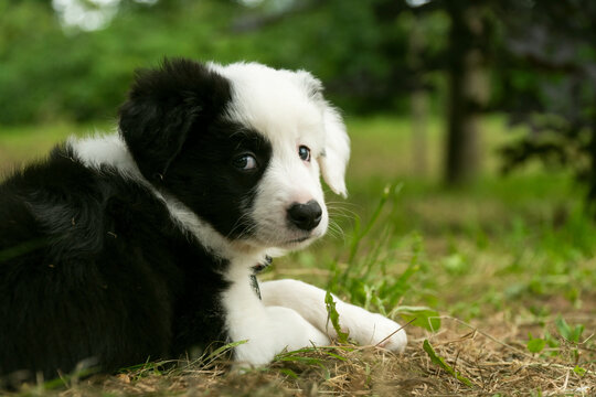 Black and white lovely puppy having fun