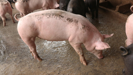 Smile and eyes of pigs are going to eat. Small piglet waiting feed in the farm or pigs in the...