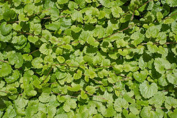 green leaves background