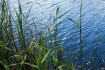 Fishing. A fish net lies in a thicket of reeds on the shore of the lake ready to be used