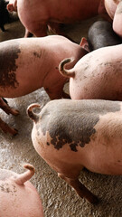 Smile and eyes of pigs are going to eat. Small piglet waiting feed in the farm or pigs in the stable are eating and growing. To send to the slaughterhouse. Is a pork industry To be human. © sunet